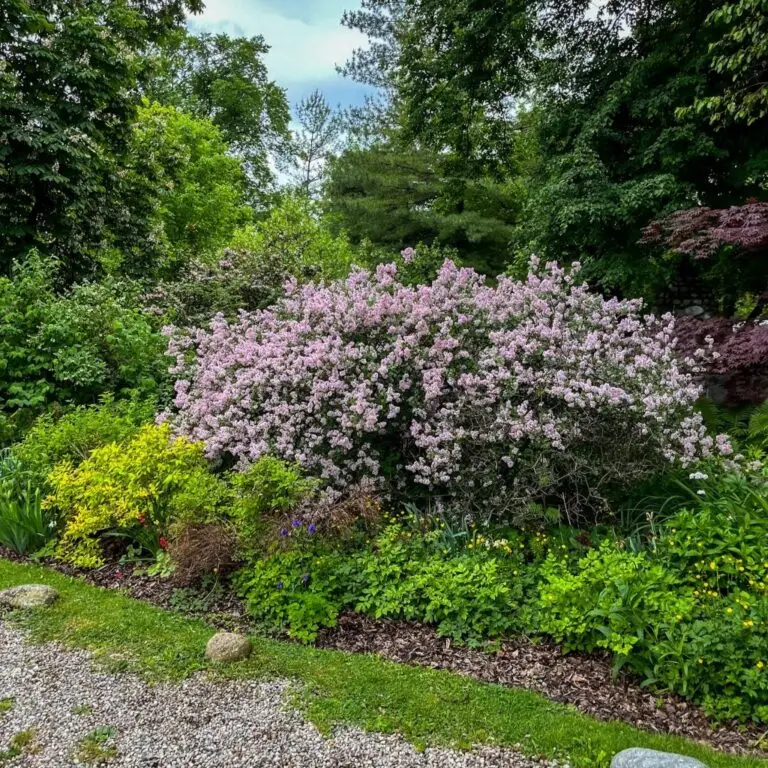 HumberArboretumFlowers