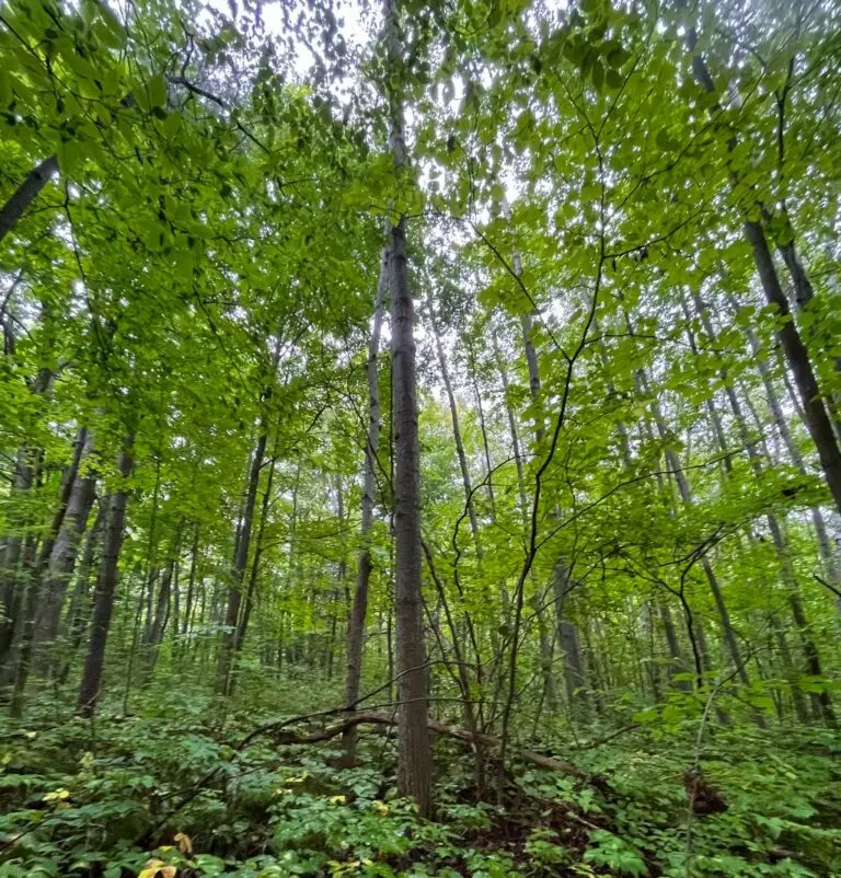 Lower Donlands Park1